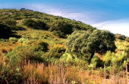 Ver imagen Fotografía ruta de La Gomera
