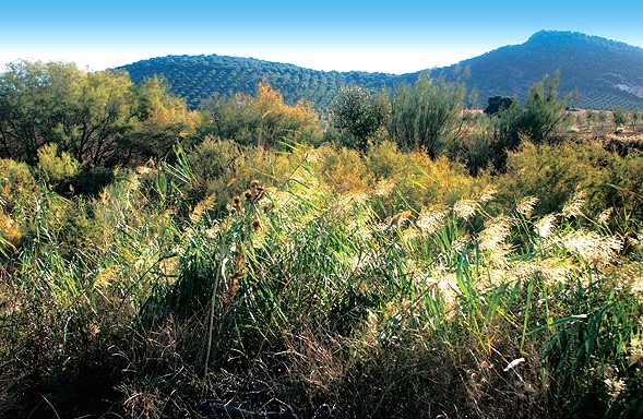Ver imagen Fotografía ruta del Arroyo 'El salinoso'